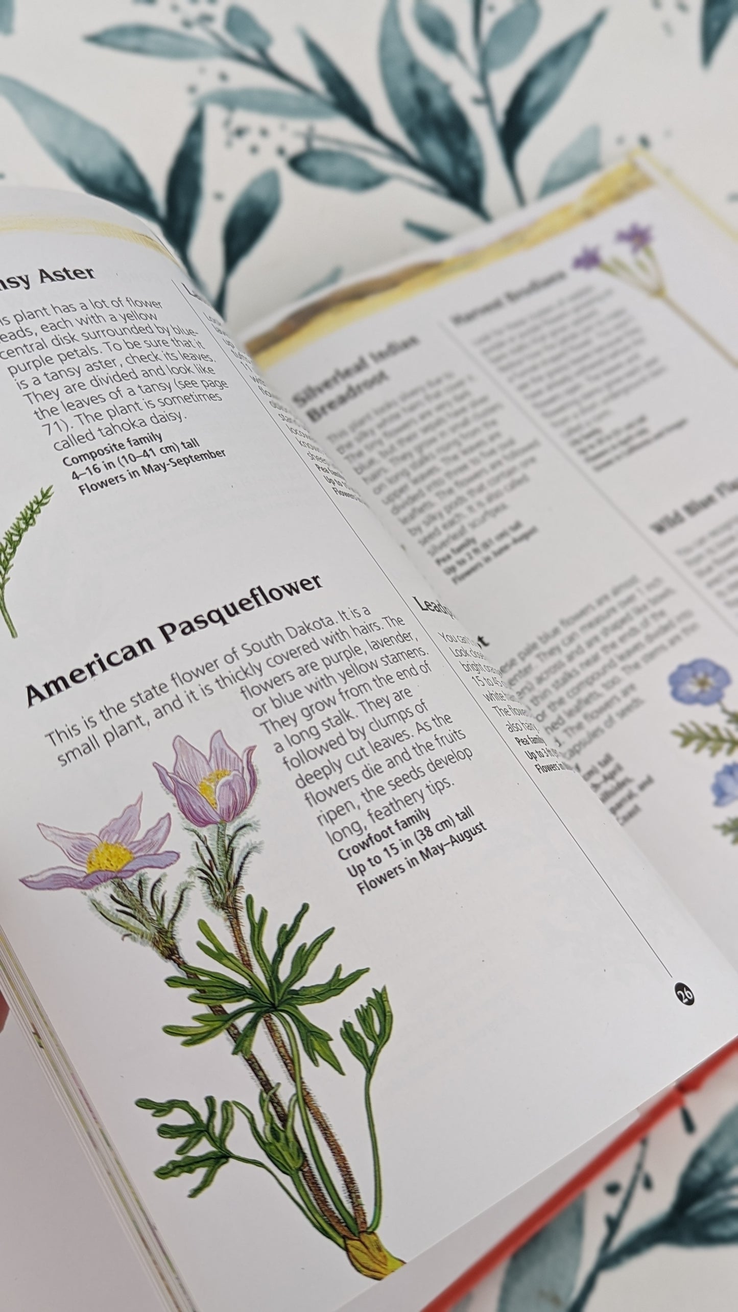 Wildflowers (A World Book Guide)