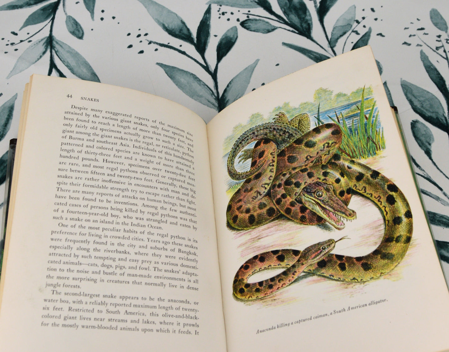 Snakes: the facts and the folklore
