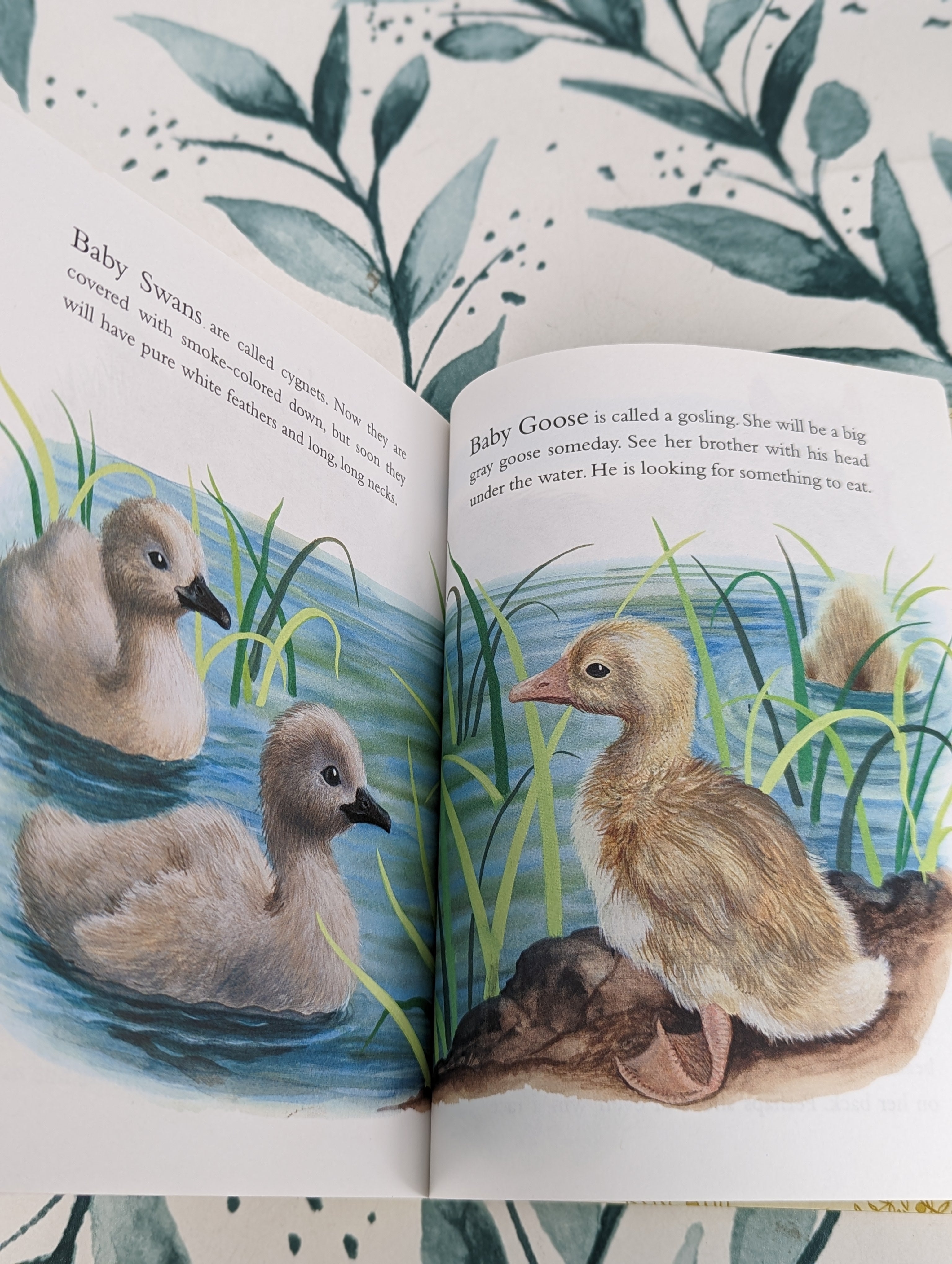 Animals　Farm　Book:　Hour　Baby　(1987)　Bookshop　–　Treasured　Little　Golden